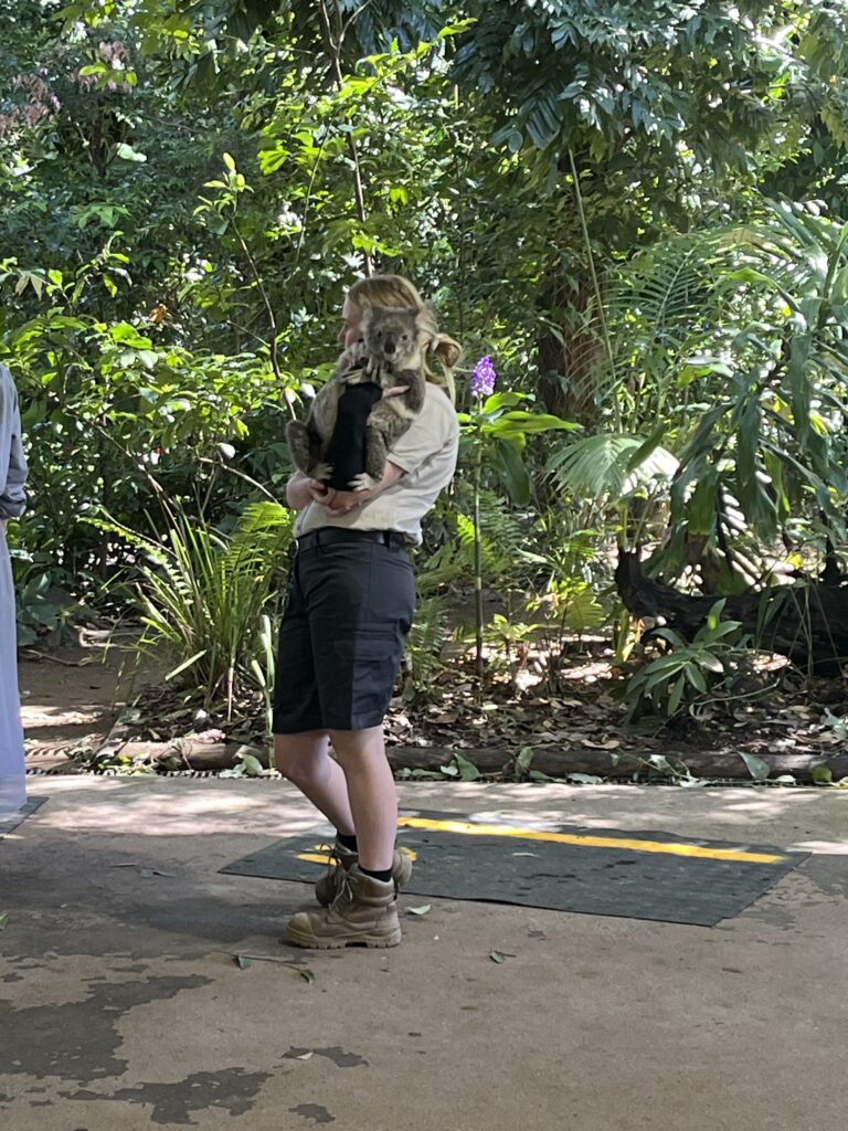 コアラを抱っこできる動物園